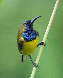 Gan tau burung kematian yang satu ini ga kaskus. Burung Madu Sriganti Wikipedia Bahasa Indonesia Ensiklopedia Bebas