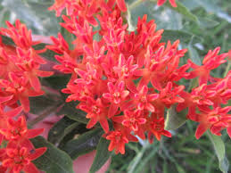 Image result for Apocynaceae subfamilies Asclepiadoideae and Secamonoideae