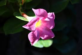 Image result for mandevilla obrázek