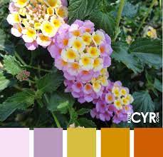 Lantana Lavenders Color Schemes Design Lantana Lavender Farm