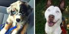 24 Dog Breeds Mixed With Husky - BarkPost