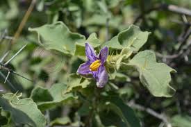 Image result for Solanum campylacanthum 'incanum type'