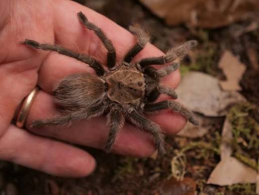 Texas Brown Tarantula