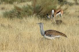 Kori Bustard Central Kalahari Game Reserve Botswana Animals Pet Birds Beautiful Birds