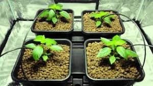 Hi, the bulb will generate 80% of its original output after 20,000 hours or about 5 years continuous growing. Led Vs Hid Grow Lights The Chilli Battle Week 2 Youtube