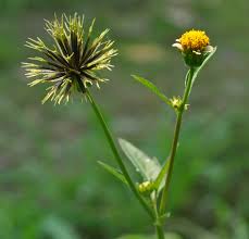 Image result for Bidens pilosa