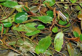 Image result for Potamogeton nodosus