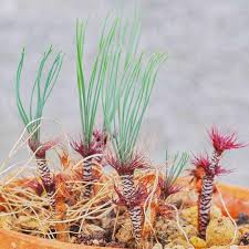 Image result for Gethyllis