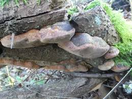 Image result for Phellinus pomaceus