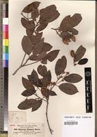 Image result for Mimusops kummel