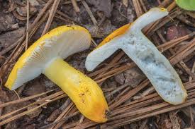 Image result for Russula flavida