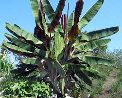 Image result for Musa sp. (Ornamental bananas)