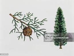 Image result for Cupressaceae