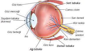 Gözümüz ile ilgili çok gzl bir sunu 7. 7 Sinif Fen Bilimleri Duyu Organlarimiz Goz Konu Anlatimi Fenehli Com