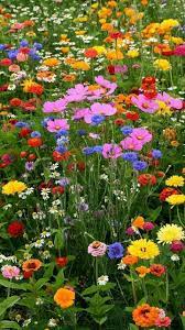 Check spelling or type a new query. Growing Organic Flowers Flowersandflowerthings Wild Flower Meadow Wildflower Garden Beautiful Flowers Garden