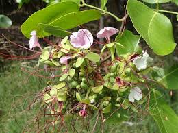 Image result for Intsia