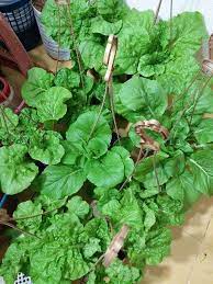 Ada kangkung, bayam, oyong, seledri, cabai, dan tomat. Duduk Rumah Flat Tiada Laman Masih Boleh Berkebun Secara Self Watering Gantung Mingguan Wanita