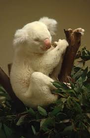Pin By Terry Dyson On Monkeys Rare Albino Animals Albino Animals Unusual Animals