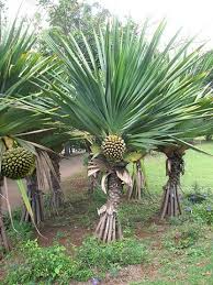 Image result for Hilsenbergia petiolaris