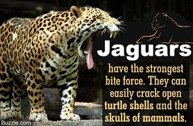 They can also eat on aquatic animals like fish, turtles, caimans, other small species of crocodiles, tortoise, crabs, shrimps, water snakes, etc. The Very Name Jaguar Is Better Known For The Luxury Car Brand Rather Than The Animal That Is Threatened With Extinc Rainforest Animals Animals Animals Matter