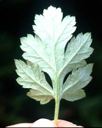 Maybe you would like to learn more about one of these? Ohio Weedguide