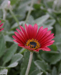 Image result for Arctotis hybrids