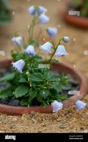 Image result for Porphyrostemma grantii