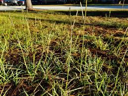It was originally used as a pasture grass on the sandy soils of the southeastern united states. Weed Of The Month Bahiagrass Home Garden Information Center