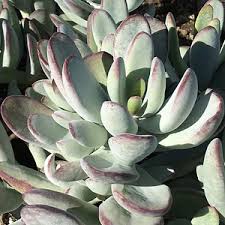 Hardy to usda zone 7 discovered in 1990 by nurseryman doug zylstra at west covina wholesale nursery, santa barbara, california. Cotyledon Orbiculata Silver Peak At San Marcos Growers