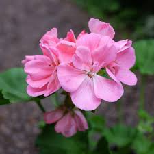 Image result for Pelargonium