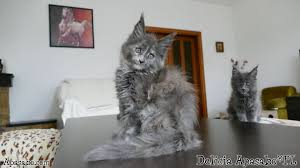 1:03 spankedmonkey17 2 602 264 просмотра. Apasabo On Twitter Delicia Blue Smoke Tortie Maine Coon Girl Available For Sale Worldwide Transport Https T Co Ohy8fyakjv