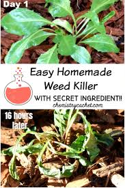 Without proper weed control, new weeds sprout constantly. Easy Homemade Weed Killer With Secret Ingredient