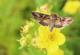 Image result for Autographa gamma