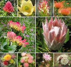 Image result for Proteaceae