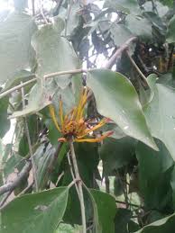 Image result for Phragmanthera capitata
