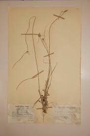 Image result for Lipocarpha chinensis
