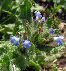 Just Seed British Wild Flower Bugloss Anchusa Arvensis 100 Seed By Just Seed Http Www Amazon Co Uk British Wild Flowers Wild Flowers Uk Wild Flowers