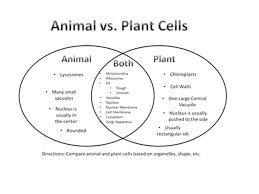 Venn Diagram Animal And Plant Cells Inspirational Diagram Venn Diagram Between Plant And Animal Cells Plant And Animal Cells Plant Cells Worksheet Cell Diagram