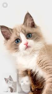 Pin By Derya Uysal On Poncik Cats Animals
