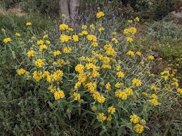 Image result for Phlomis fruticosa