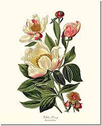 Extremely rare, beautifully illustrated antique victorian engraved botanical illustration of the hand colored peony from the american flora, history of plants and wild flowers: Amazon Com Vintage Botanical Flower Art Print Peony White Handmade