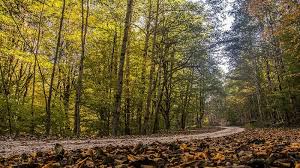 Alam kita terdiri dari air sebagai komposisi terbanyak yang mengisi kehidupan bumi ini. Pemandangan Alam Di Hutan Hyrcania Pada Musim Gugur Pars Today