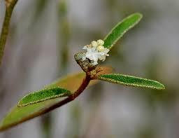 Image result for Croton polytrichus