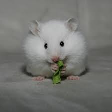 Black And White Syrian Hamster For Sale Pin By Debbie Dee On Cute Hamsters 3 Cute Hamsters Hamster Animals Beautiful