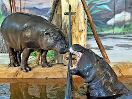 All buildings and enclosures in rostock zoo were destroyed. Zoo Rostock Hofft Auf Nachwuchs Bei Den Zwergflusspferden