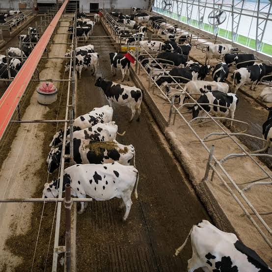 US to ban Canadian dairy, alcohol, motor vehicle imports on September 29 |  Reuters