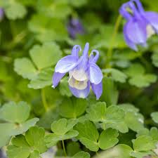 Image result for Aquilegia flabellata ministar