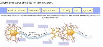 Neurons communicate with each other by generating and. Label The Structures Of The Neuron In The Diagram Chegg Com