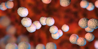 Maybe you would like to learn more about one of these? Silent Mrsa Carriers Have Twice The Mortality Of Those Without The Bacteria Clinical Lab Manager