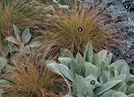 This perennial is deer resistant, too! Deer Resistant Combinations Finegardening